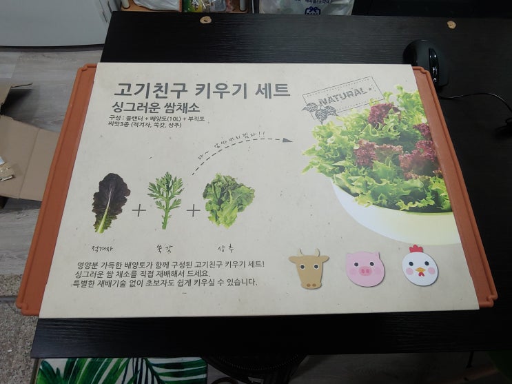  [일상] 고기 필수 아이템 "고기 친구 키우기 세트(싱그러운 쌈채소)" 추천 【식물키우기, 고기필수템, 고기친구키우기세트, 싱그러운쌈채소, 베란다텃밭, 자취방텃밭, 상추, 쑥갓】
