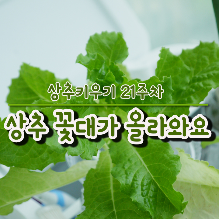  상추 꽃대가 올라왔습니다! 상추키우기 21주차 /수경재배
