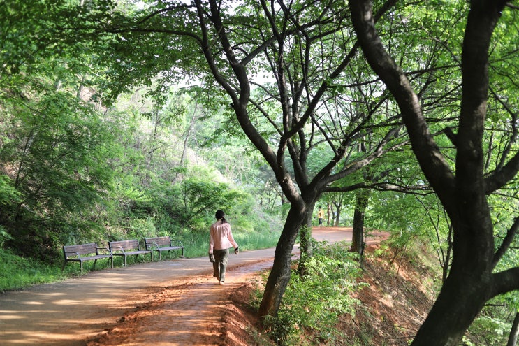  대전 계족산 황토길! 5월에 꼭 가봐야할 곳!