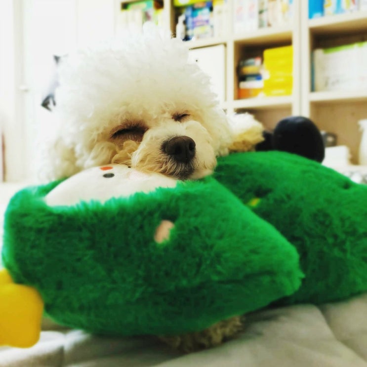  교배 20일, 밥도 안먹고 잠만 자나 봄!!