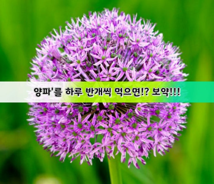 양파'를 하루 반개씩 먹으면!? 보약!!! 양파'를 하루 반개씩 먹으면!? 보약!!!