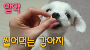 약은 씹어먹어야 제맛이지 약은 씹어먹어야 제맛이지