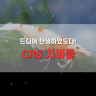CRS 새우 드디어 치비를 보았습니다. CRS 새우 드디어 치비를 보았습니다.