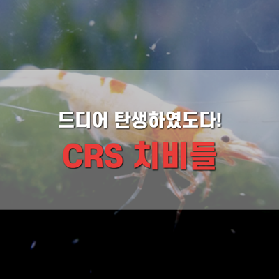 CRS 새우 드디어 치비를 보았습니다.