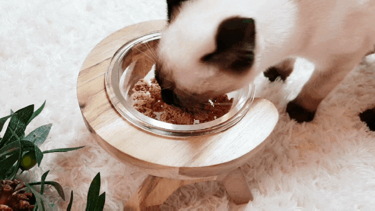 높이조절 장콩펫 고양이밥그릇 이게최선이야