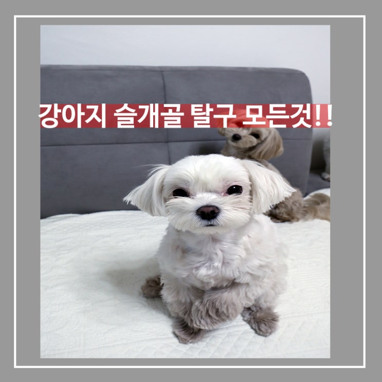  강아지 슬개골 탈구 원인과 증상 알아보기