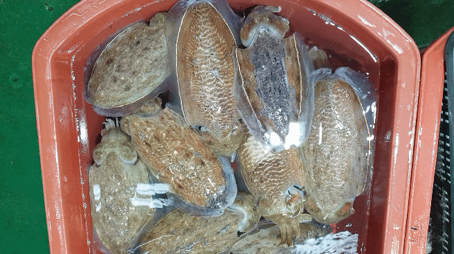  군산여행 갑오징어회도 먹고 반건조갑오징어도 주문했어요