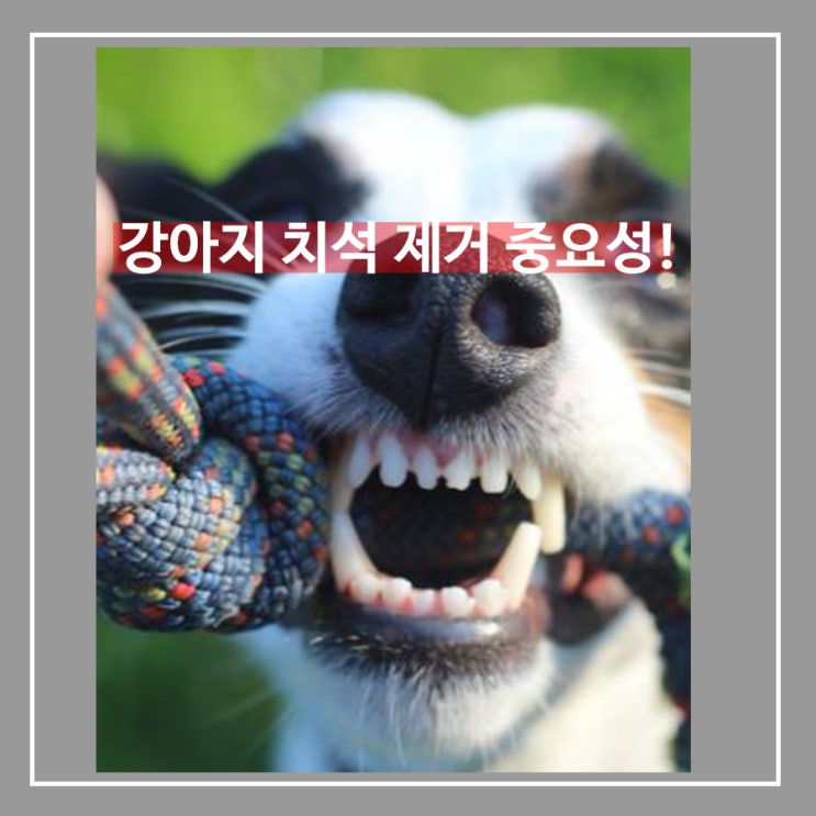  강아지 치아 관리의 중요성
