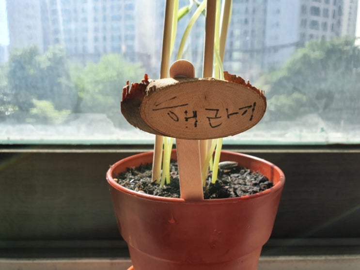  해바라기 성장기-2