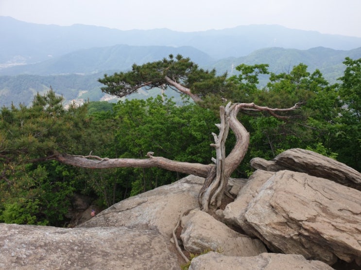  [축령산]  휴양림 매표소 / 수리바위 / 남이바위 / 축령산(886m) 정상 / 절고개 / 서리산(832m) 정상 / 철쭉동산 / 원점회귀
