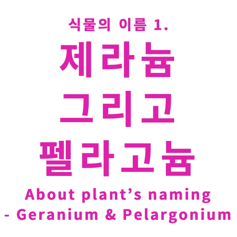 칼럼] 식물의 이름: 새의 부리처럼 뾰족한 '이것' - 제라늄 그리고 펠라고늄 : 네이버 블로그
