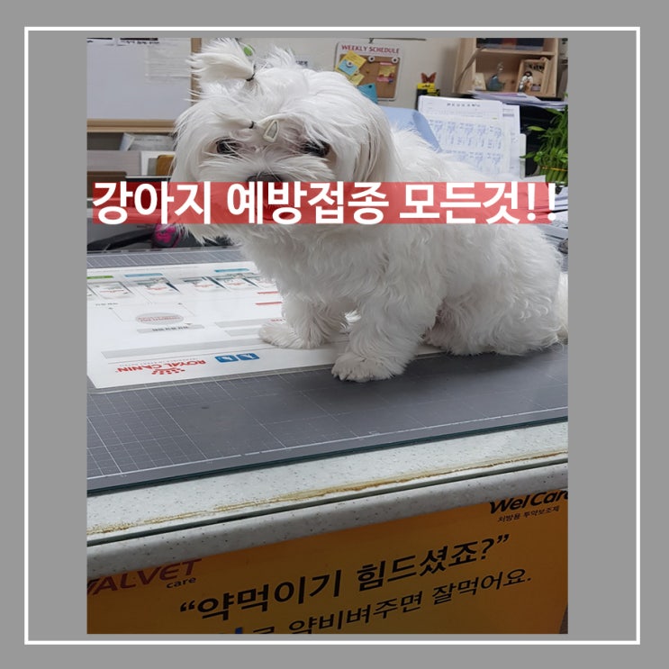  강아지 예방접종 종류 모든것