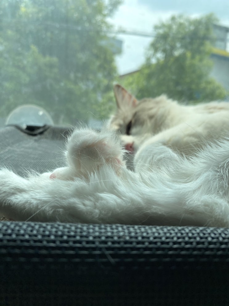 랙돌캐터리- 여름철 고양이의 적정 실내온도