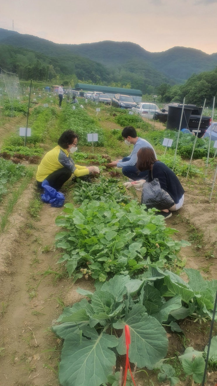  주말 텃밭