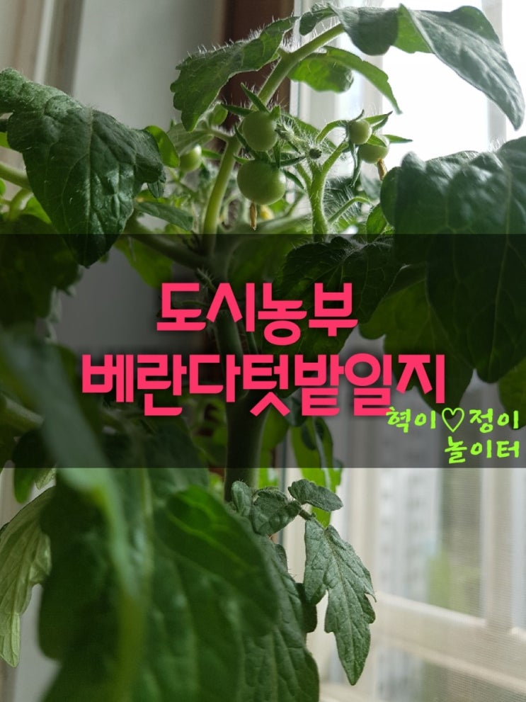 베란다가드닝 - 도시농부일지     고추,가지,방울토마토, 오이키우기.