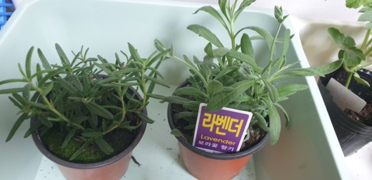  거실에 작은 텃밭 만들자