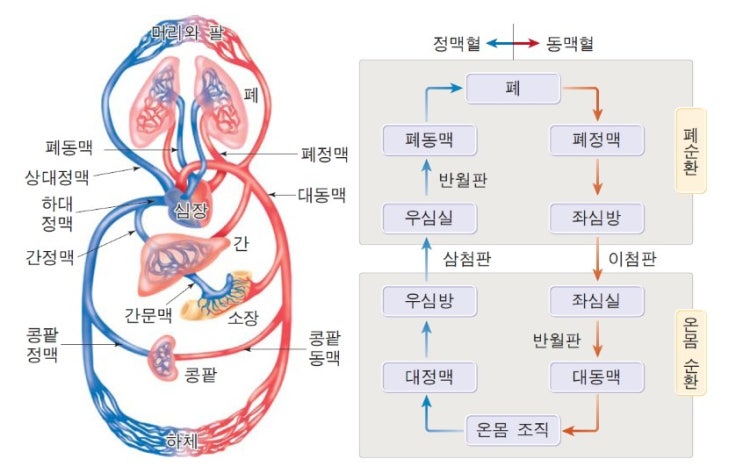  이름(작명, 개명)과 혈액순환계는 어떤 관계인가?