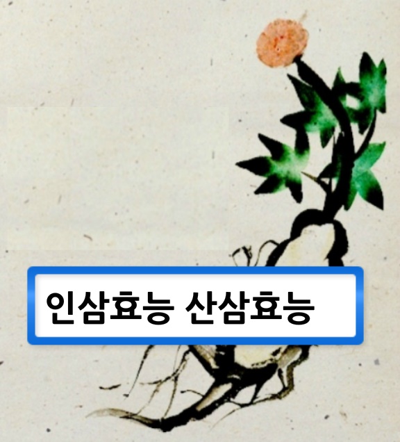  인삼효능 산삼효능 에 대하여 알아봅니다.