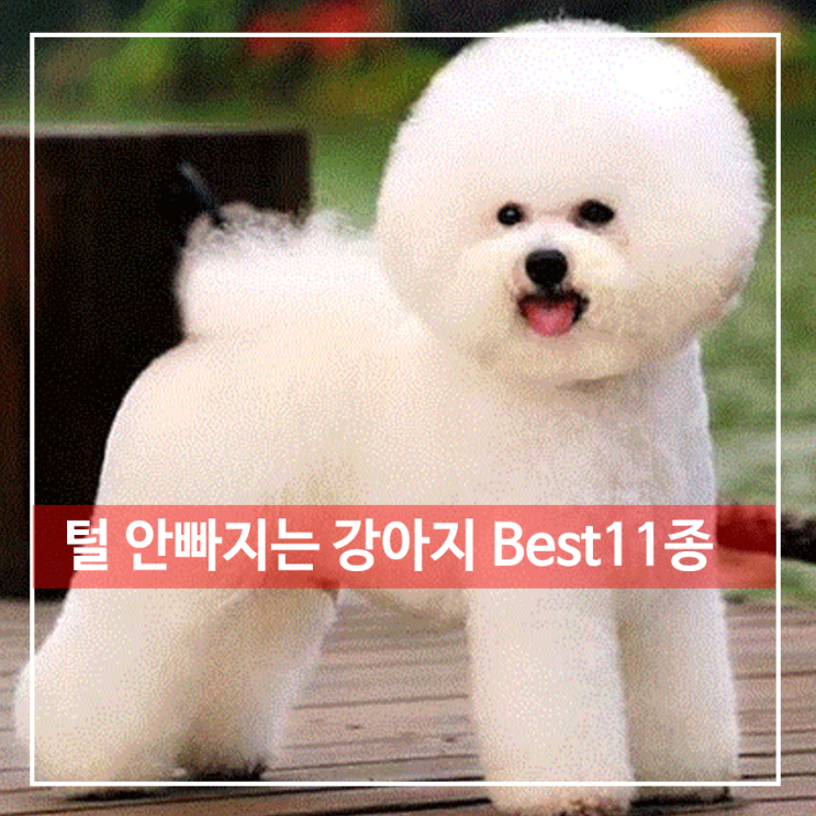  털 안빠지는 강아지 Best 11종