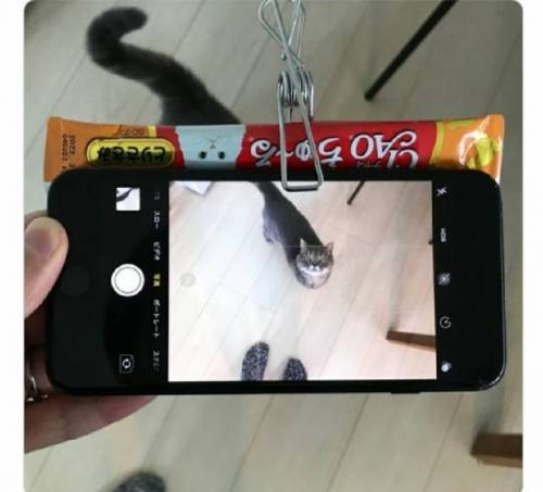  고양이 사진 잘찍는 꿀팁