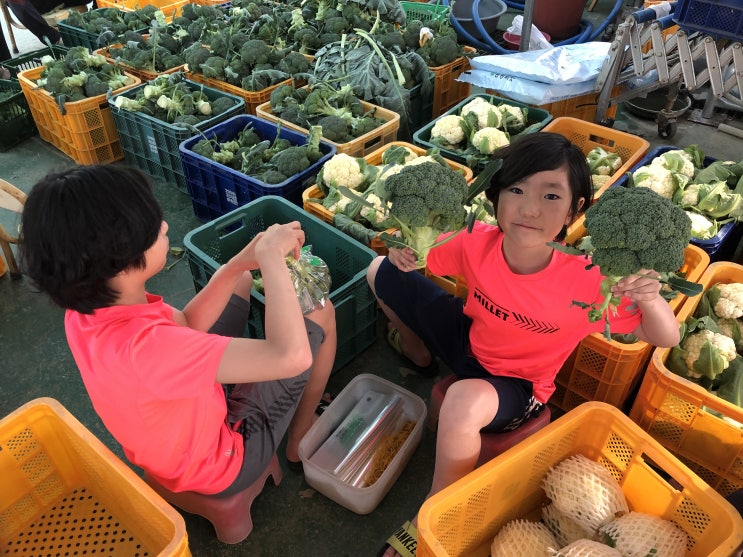 오늘 하루 신나게 브로콜리와 컬리플라워 수확 했네요....하루 물량이 엄청 나와서 밤늦게 까지 작업 했어요