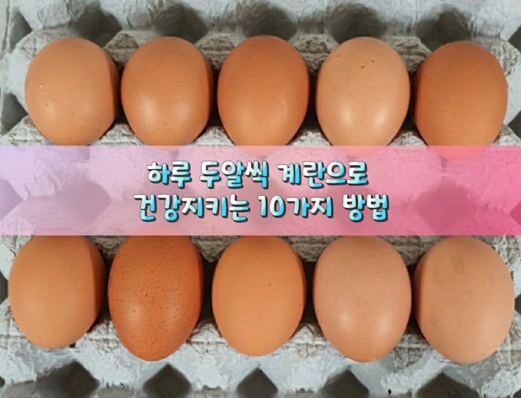 건강]하루 두알씩 계란으로 건강지키는 10가지 방법