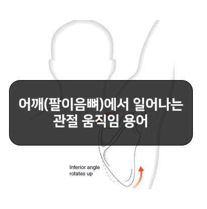  어깨(팔이음뼈)에서 관절의 움직임을 설명하는 용어!!
