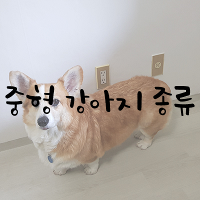 중형 강아지 종류 대표 5가지 중형 강아지 종류 대표 5가지
