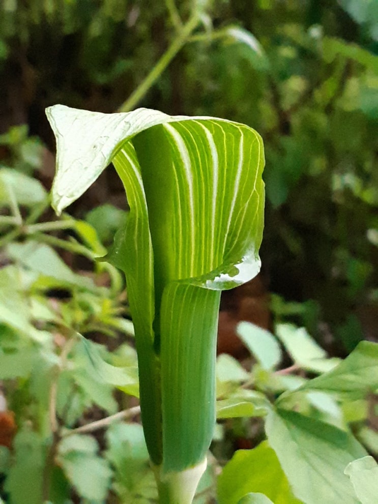 천남성 꽃, 모종판메