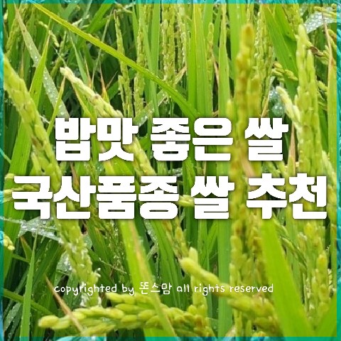  고시히카리보다 맛있어요 국산품종 맛있는 쌀 고르기 팁과 추천 품종