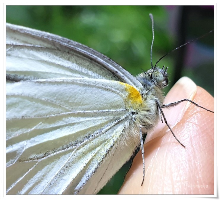 스마트폰으로 나비 사진 찍기 - 에버랜드 나비정원