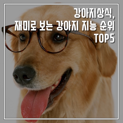강아지상식, 재미로 보는 강아지 지능 순위 TOP5