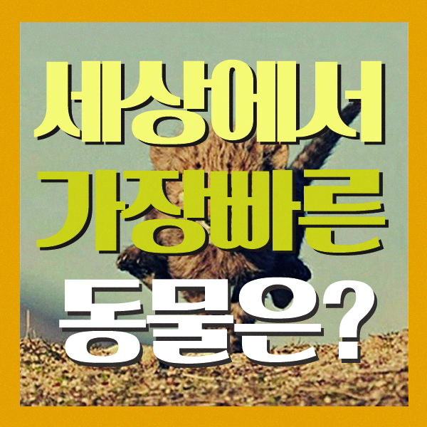 세상에서 가장 빠른 동물은 치타가 아니다! 속력의 기준 종의 차이 세상에서 가장 빠른 동물은 치타가 아니다! 속력의 기준 종의 차이
