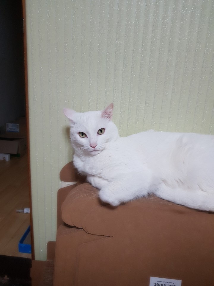  고양이 눈 깜빡과 인사 등 동공으로 보는 심리에 대하여!