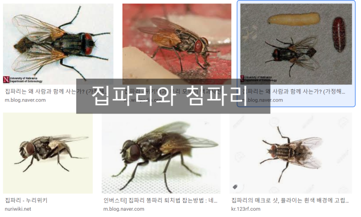  집파리,침파리의 생태와  방제 방법을 알아봐요.