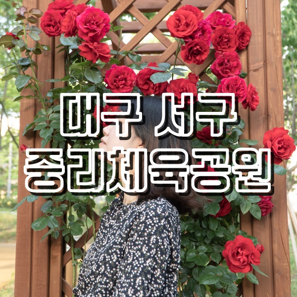  대구 서구에 장미꽃이 가득 핀 중리체육공원