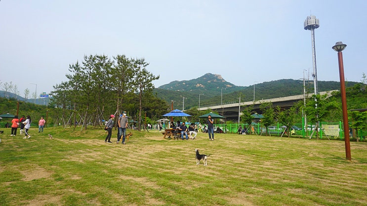 서울 근교에 이렇게 넓고 좋은 애견운동장이?! 안양 '삼막애견공원'