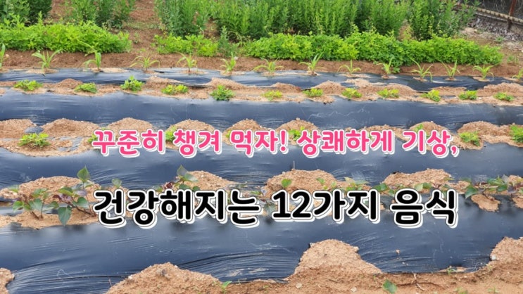 꾸준히 챙겨 먹자! 상쾌하게 기상,건강해지는 12가지 음식 꾸준히 챙겨 먹자! 상쾌하게 기상,건강해지는 12가지 음식
