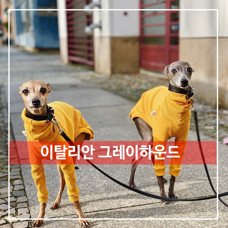  이탈리안 그레이하운드 알아볼까요?