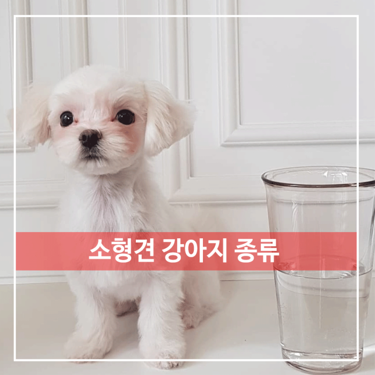  소형견 종류 여기다 모였다!