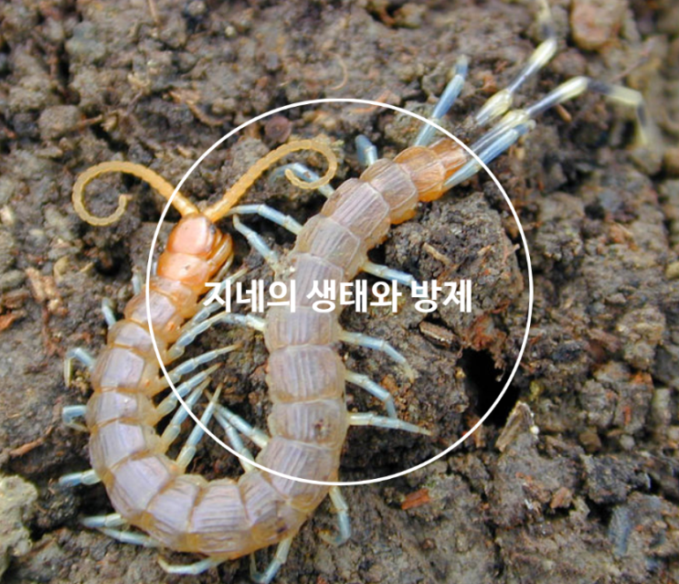  지네와 돈벌레(그리마)의 생태와 방제 방법