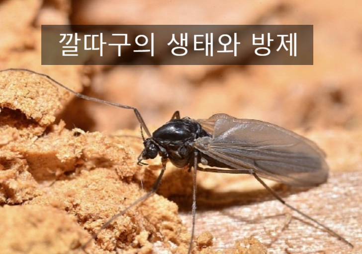  깔따구와 등에의 생태와 방제 방법