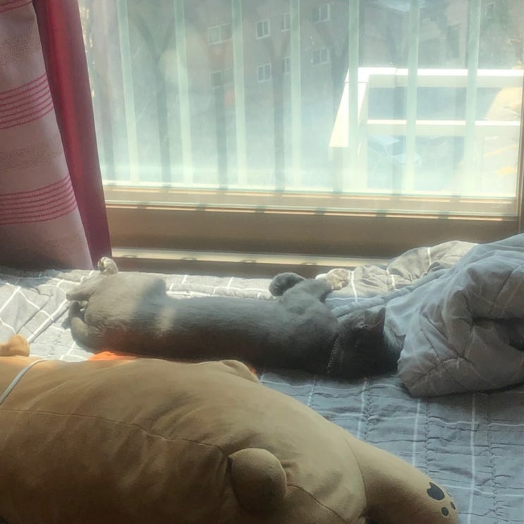  5월25일 요즘 고양이의 하루