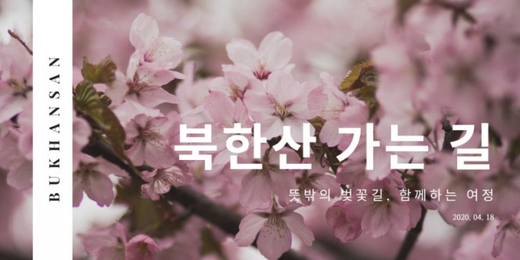  성북구 맛집 대가집 이후..& 북한산 가는 길 뜻밖의 벚꽃길