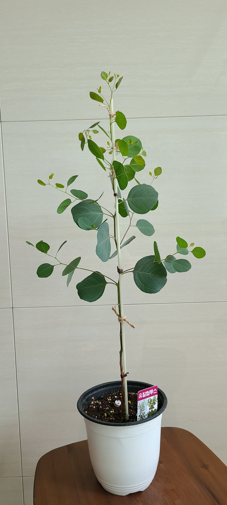  유칼립투스 폴리안(Eucalyptus Polyan) 이쁜 수형 만들기