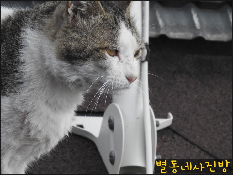 귀여운 고양이 보고가세요~~ 