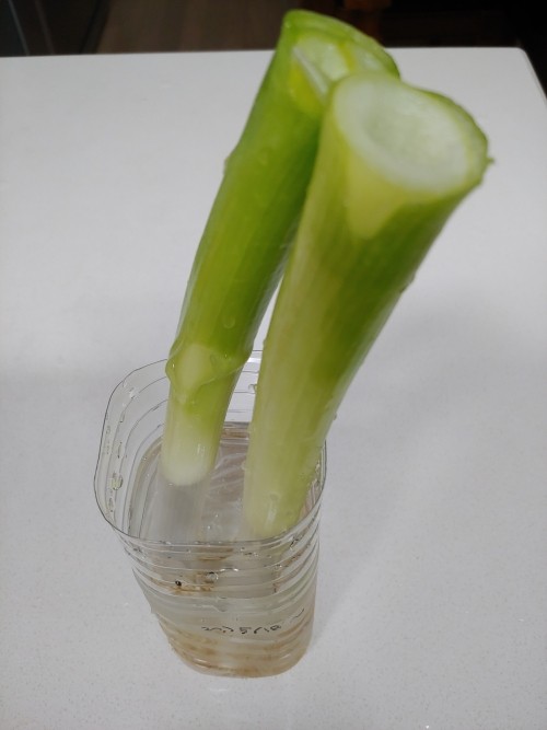  집에서 먹을 파키우기