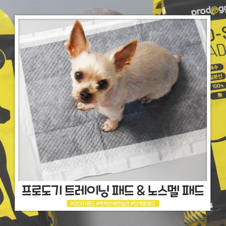 명품단계별패드로 습관 기르는 프로도기 애견패드 명품단계별패드로 습관 기르는 프로도기 애견패드