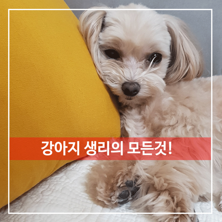  강아지 생리 모든것을 알아보자
