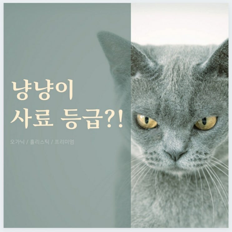  고양이 사료 등급에 대해...
